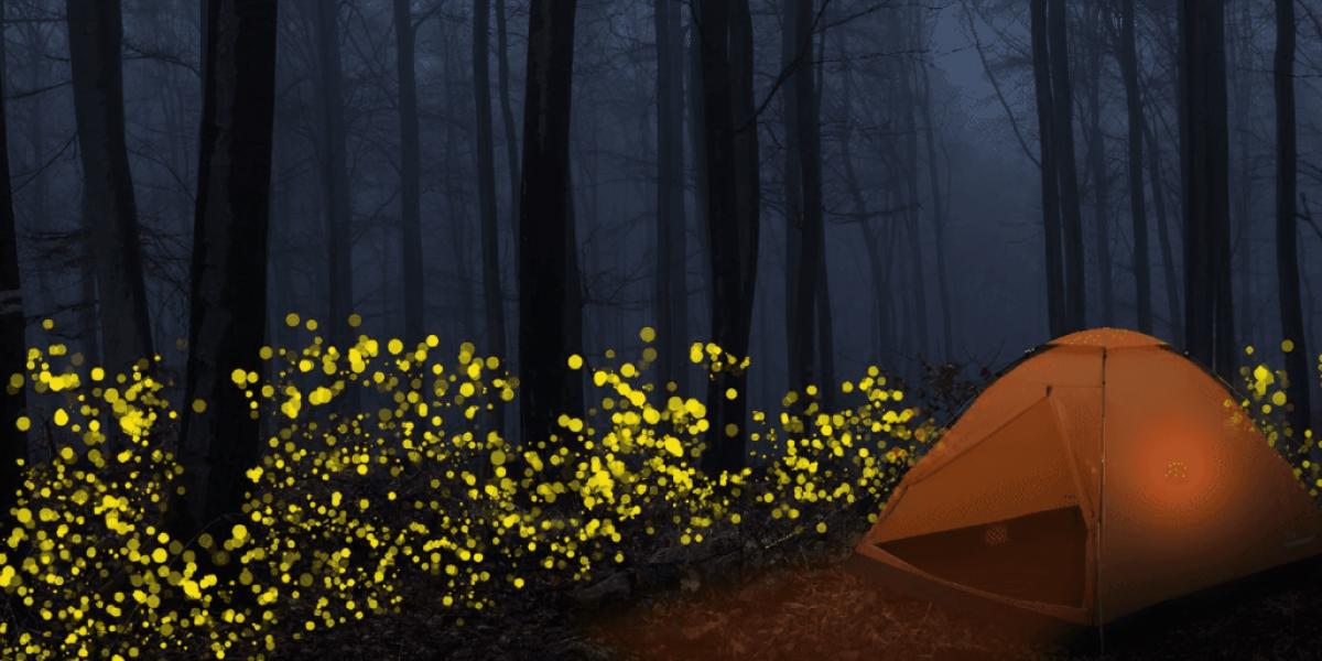 A Magical Night of Rajmachi Fireflies in Lonavala 1 Plan Your Rajmachi Firefly Adventure